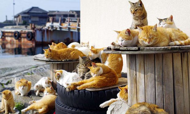 cat_main-620x372.jpg