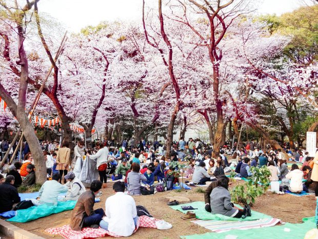 hanami-620x465.jpg