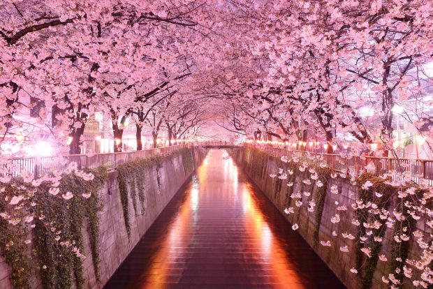 sakura-620x414.jpg
