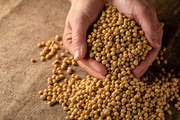 bg-soybean-By-Olha-Afanasieva-620x413.jpg