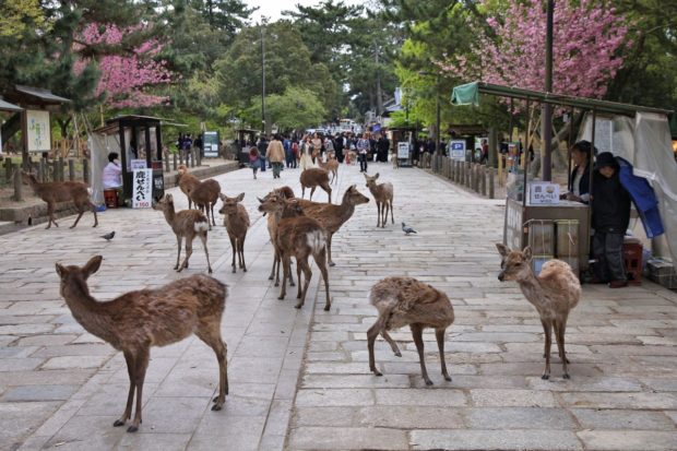 parque-nara-620x413.jpg