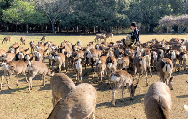shika-yori-the-calling-of-the-deer-nara-park-winter-events-tourism-travel-tourist-site-top-things-to-do-photos-reviews-5-620x395.jpg