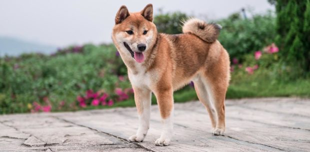 shiba-inu-gps-perros-620x305.jpg
