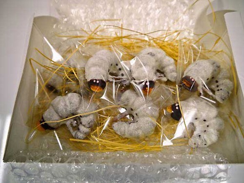 Lo último en Japón, larvas de chocolate