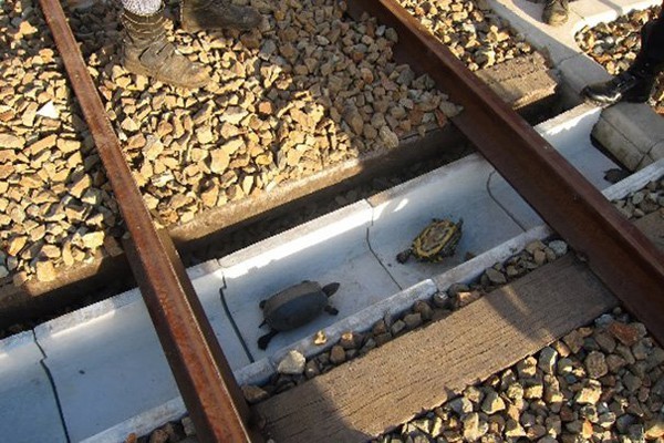 Un túnel ferroviario para tortugas!