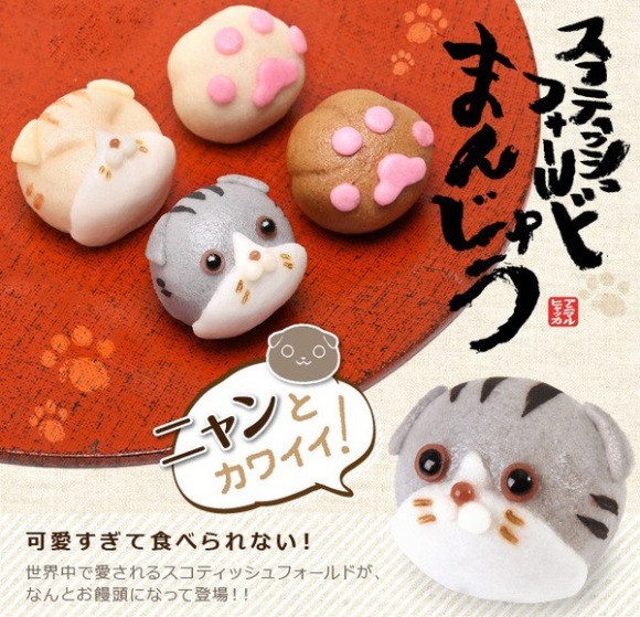 Scottish Fold Manju demasiado Kawaii para comérselo!