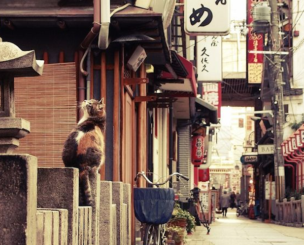 Los japoneses y los nekos