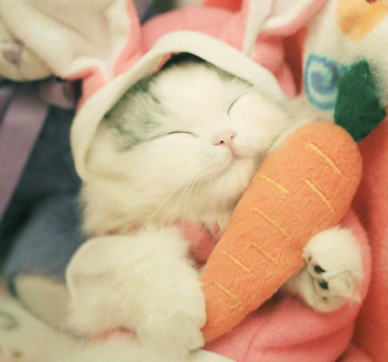 Cosplay Cats! ?