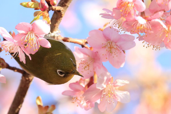 ¡Hanami temprano con Japonshop y productos Sakura a mogollón!