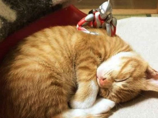 Gato y Ultraman y cosas de nekos geniales!