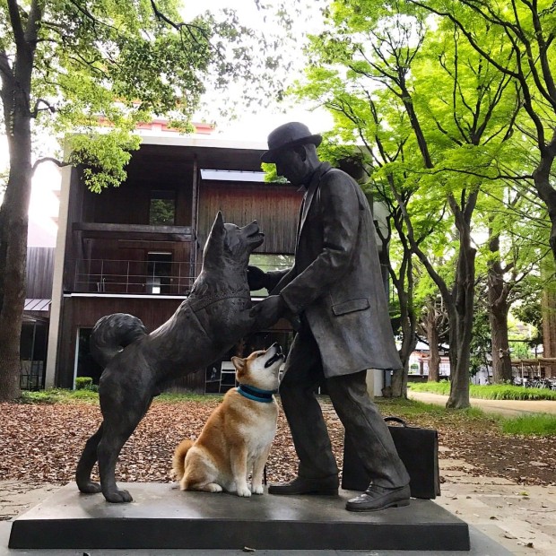 ¿Conoces a Hachiko? Te encantará su historia