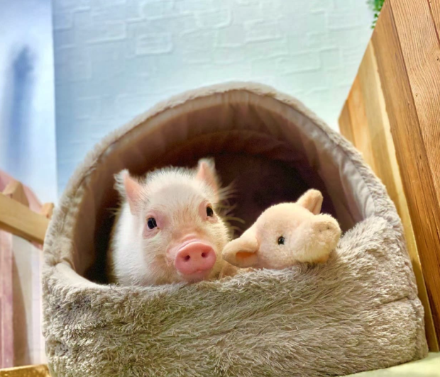Mipig Harajuku el café de los peque cerditos que te robará el corazón