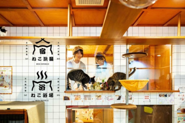 Pasando el finde en el Neko cafe-hotel Neko Yokujo y Neko Hatago
