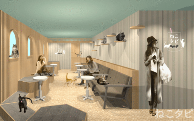 Nuevo Neko Cafe combo con té de burbujas que lo rompe en Japón!