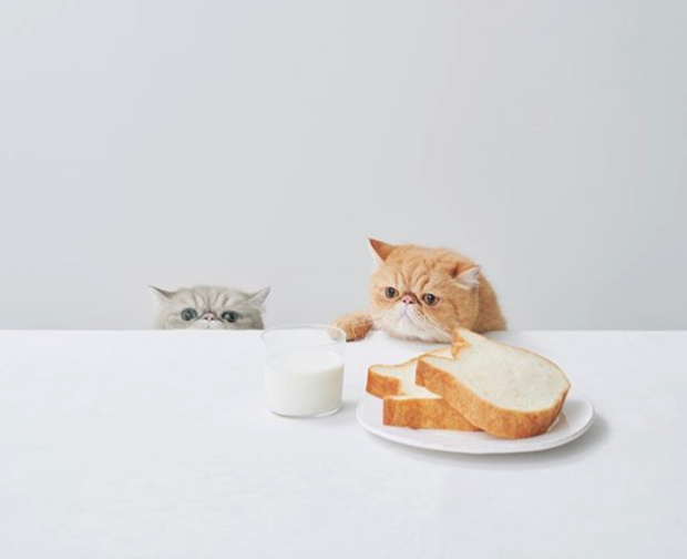 ¡Pan con forma de Neko! Disfruta de este pan tan especial ahora también on-line!
