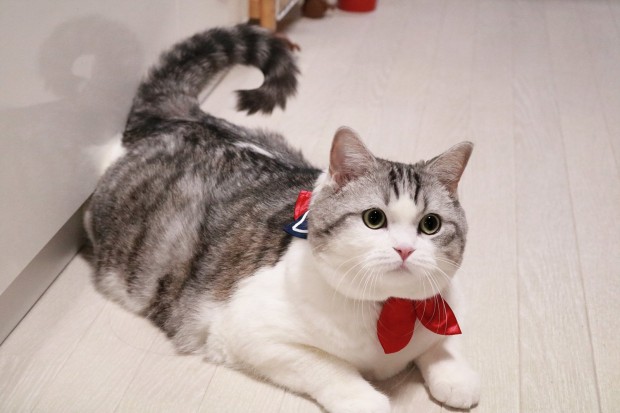 Accesorios bonicos para nekos, collar escolar